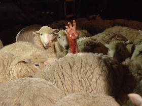 Black Sheep