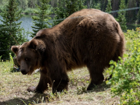 Grizzly Night
