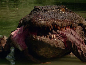 Killer Crocodile