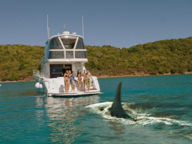 Mississippi River Sharks