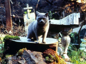 Pet Sematary