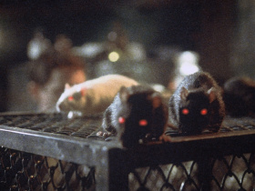 Rats: Night of Terror
