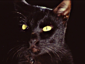 The Black Cat