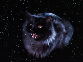 The Cat