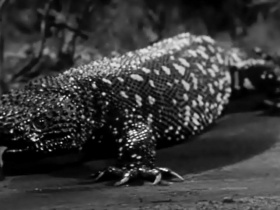 The Giant Gila Monster