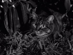 The Shadow of the Cat