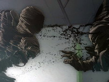 Have You Ever Seen a Black Ghost?