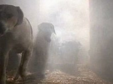 The Tale of the Hungry Hounds