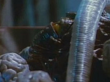To Heal the Leper